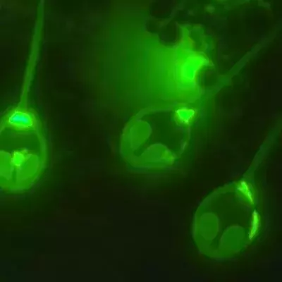 Scientists found the first animal on earth that lives without breathing