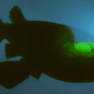 Scientists have captured rare creature with transparent head on camera