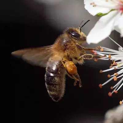 Scientists have taught bees to identify a case of COVID-19 in seconds