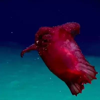Sea cucumber