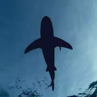 The seven unlikely things that are deadlier than sharks