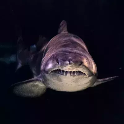 Shark attack