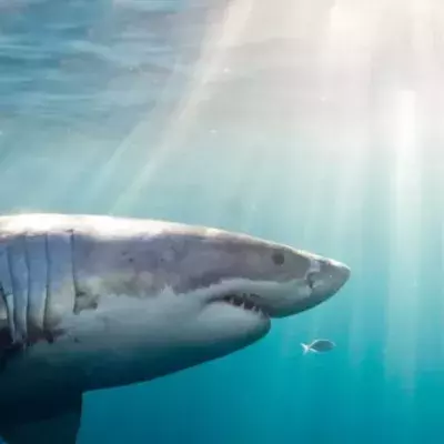 Shark attack