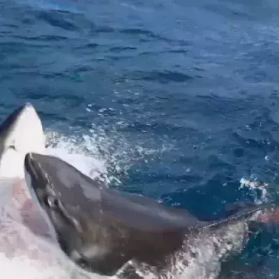 shark attack
