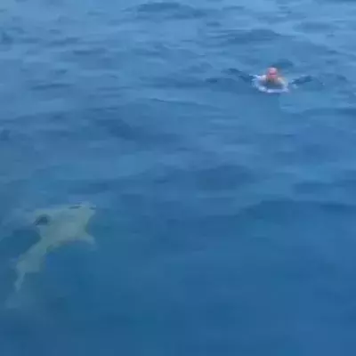 Shark Encounter