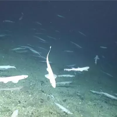 Shark nursery