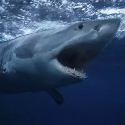 A shark violently bit a woman surfing in Australia