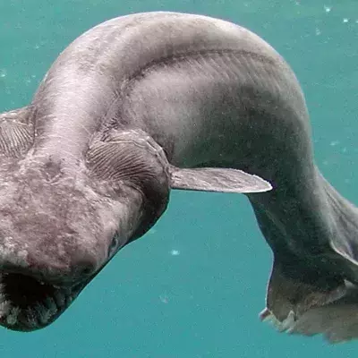 This shark was discovered by a fisherman in Numazu, Japan, a rare occurrence as these sharks are found at a depth of 600 metres. The shark was then transferred to Awashima Marine Park.