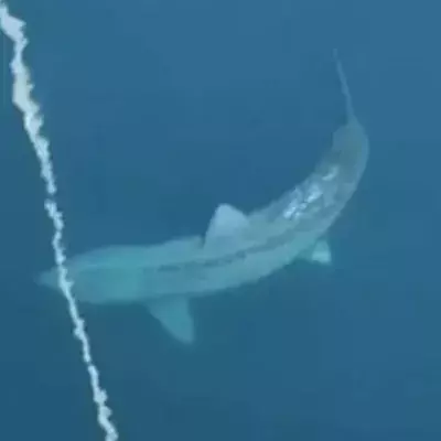 Shark