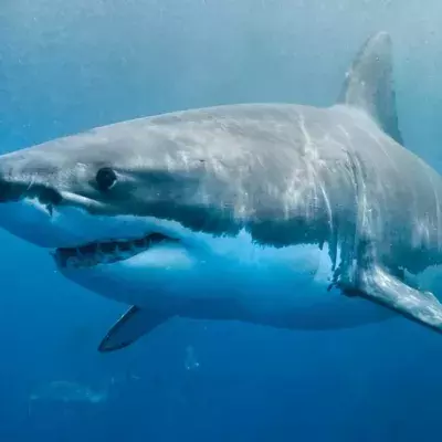 Shark
