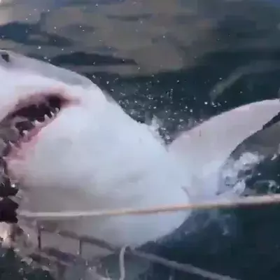 Shark