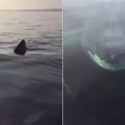 Shark