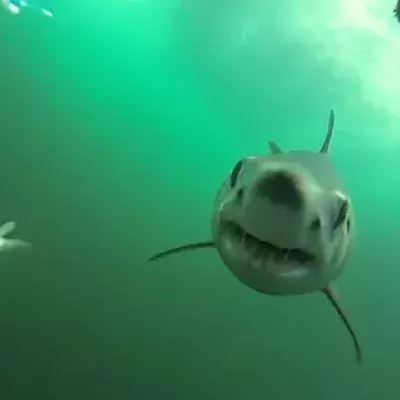 Shark