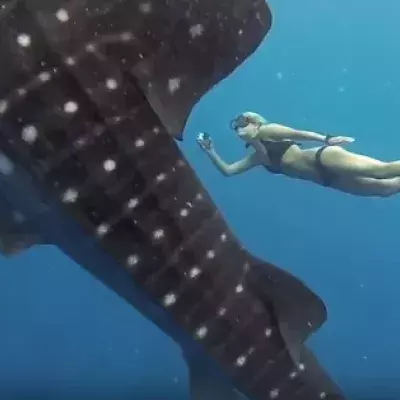 Shark