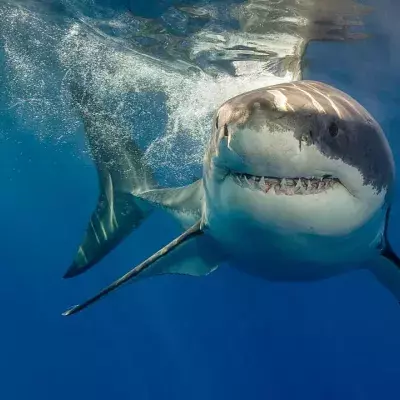 Shark