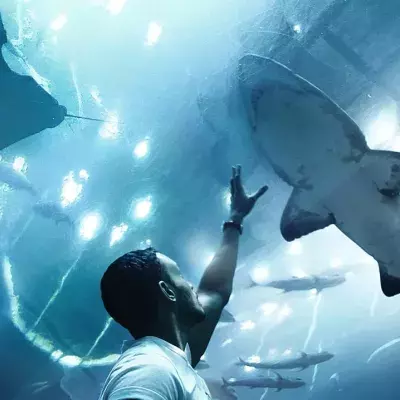 Sharks and rays are disappearing from oceans