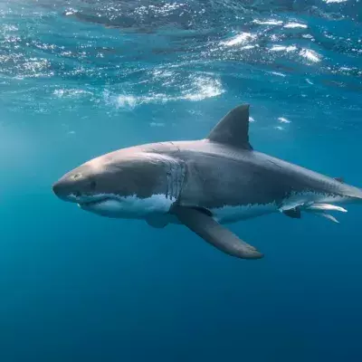 Sharks spotted attacking live humpback whale in never-before-seen observations