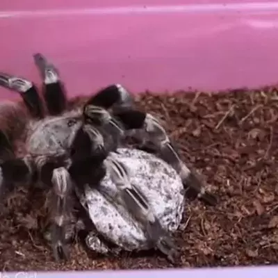 Sickening Moment A Woman Opens A Tarantula's Egg Sac