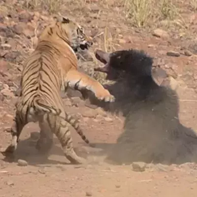 Sloth bear and tiger