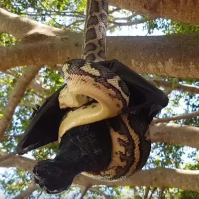 Snake eating a bat
