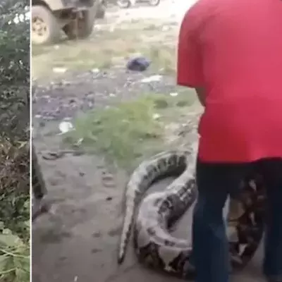 This snake is so huge it had to be lifted by a crane