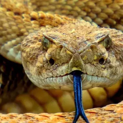 Snake