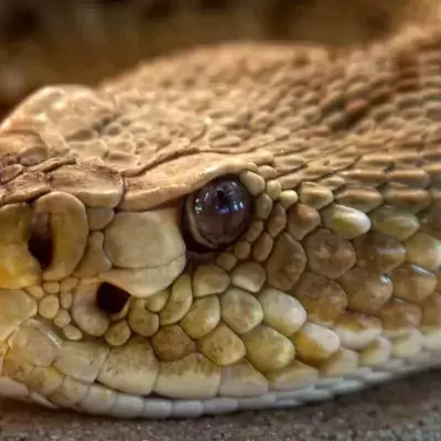 Snake
