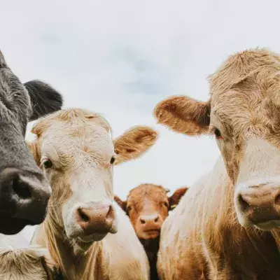 Sobering research reveals the impact of meat on greenhouse gas emissions