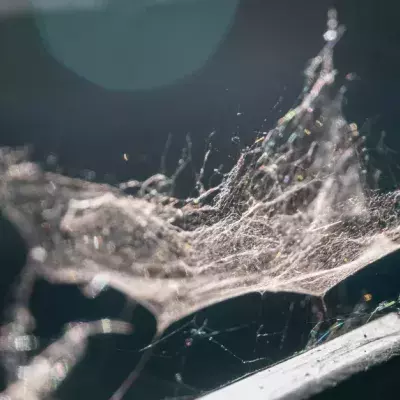 This Spider Silk Is Five Times Stronger Than Steel, And Now We Know Why