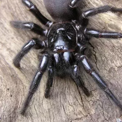 A Spider Which Could Kill A Human In 15 Minutes Has Been Discovered In Australia