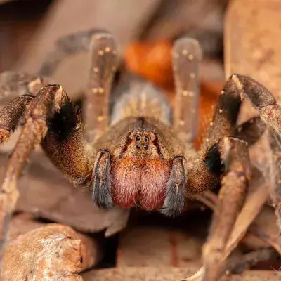 Spider