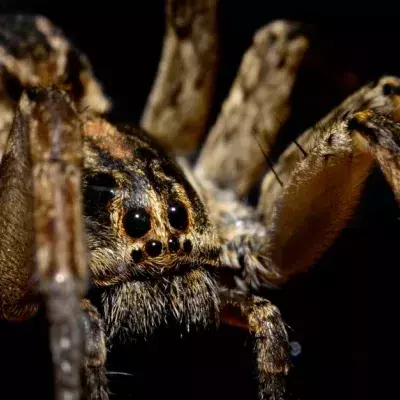 Spider