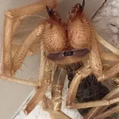 Spider
