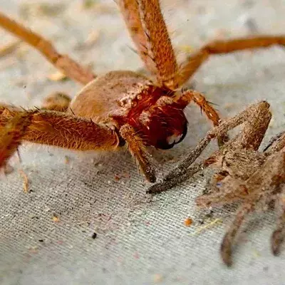 Spider