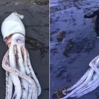 squid