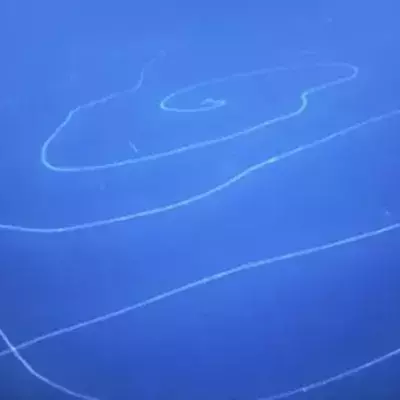 A strange 40m long animal was discovered near Australia