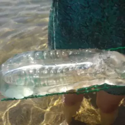 This strange sea creature found in Minorca has alerted ecologists