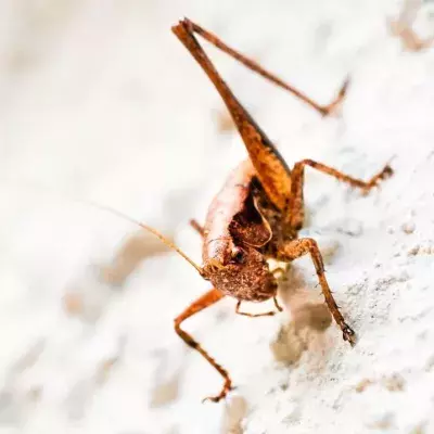Study shows that animal behaviour is affected by human noise 