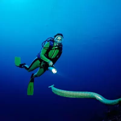 Study shows poisonous sea snakes try to have sex with scuba divers.