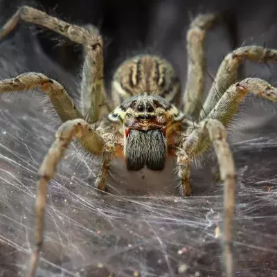 Study Shows Spiders Could Eradicate All Humans In One Year