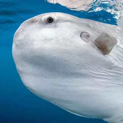 Sunfish