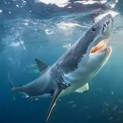 This surfer escaped a shark attack in quite a surprising way