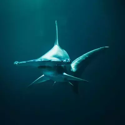 Surfer narrowly escapes death after coming 'face to face' with a shark