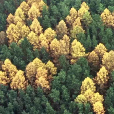 Swastika forest