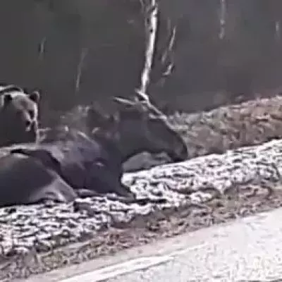 A Swedish couple spotted this bear eating a live moose!