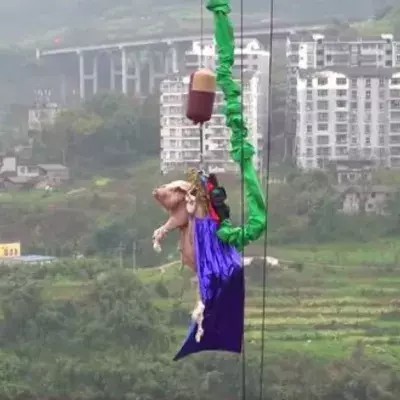 A Theme Park Faces Fierce Backlash As They Forced A Pig To Bungee Jump For Their Inauguration