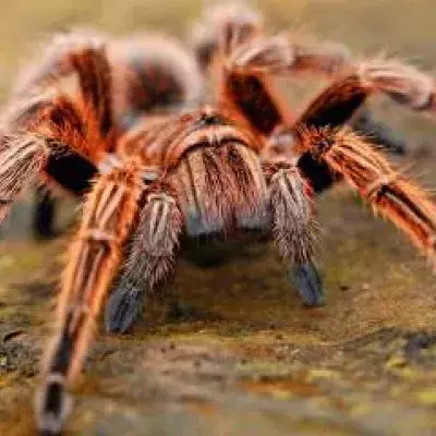 There is a cure to arachnophobia.