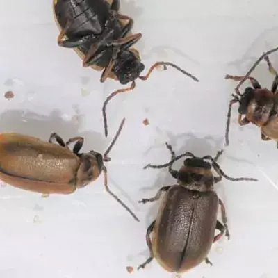 These beetles have swarmed the Yorkshire coast
