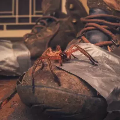 These Deadly Spiders In Australia Proliferate Dangerously With Fire And Rain