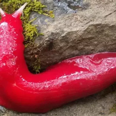 These pink slugs in Australia are miraculous survivors of the bush fires